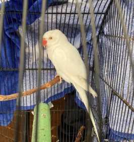 Found Indian Ringneck Parakeet