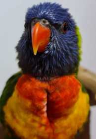 Found Lory / Lorikeet