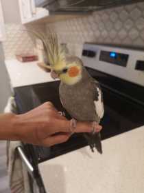 Found Cockatiel