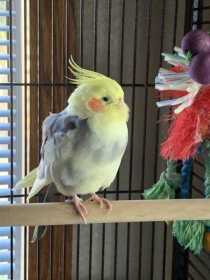 Found Cockatiel