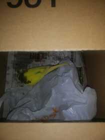 Found Bird / Parrot