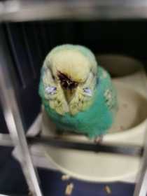 Found Budgerigar