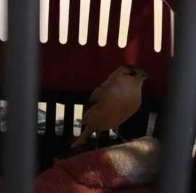 Found Canary