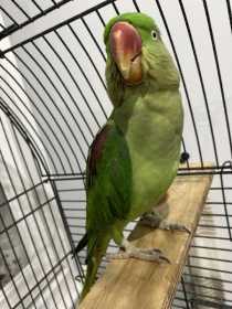 Found Alexandrine