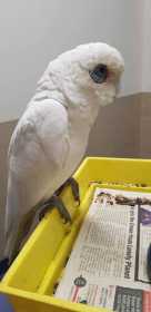 Found Corella Cockatoo