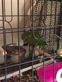 Found Conure