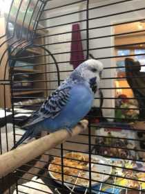 Found Budgerigar