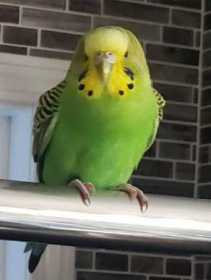 Found Parakeet