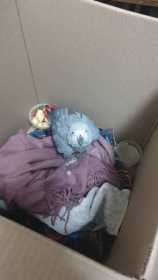 Found African Grey