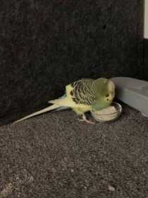 Found Budgerigar