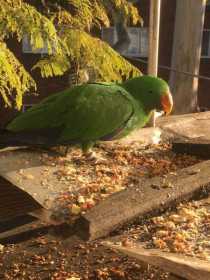 Found Eclectus