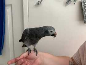 Found African Grey