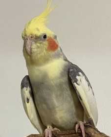 Found Cockatiel