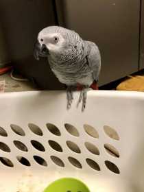 Found African Grey