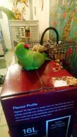 Found Indian Ringneck Parakeet