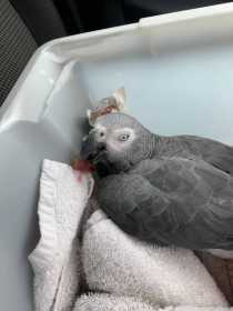 Found African Grey