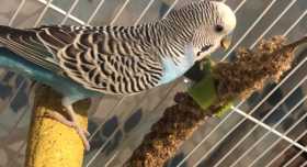 Found Budgerigar