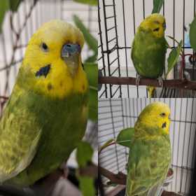 Found Budgerigar