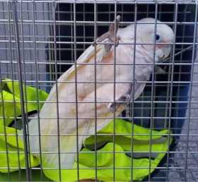 Found Cockatoo
