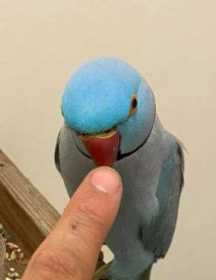 Found Indian Ringneck Parakeet