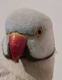 Found Indian Ringneck Parakeet
