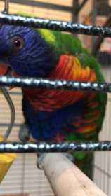 Found Lory / Lorikeet