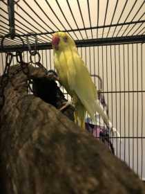 Found Indian Ringneck Parakeet