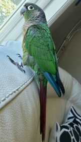 Found Conure