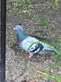 Found Pigeon