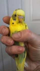 Found Parakeet