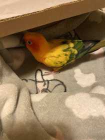 Found Conure