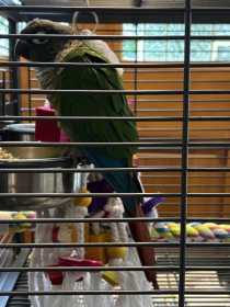 Found Conure