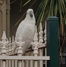 Found Cockatoo