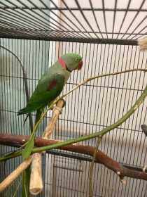 Found Alexandrine