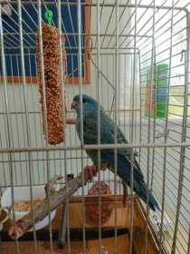 Found Lineolated Parakeet