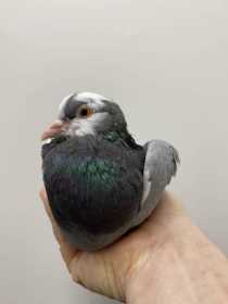 Found Pigeon