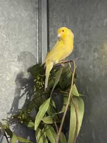 Found Canary
