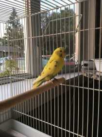 Found Parakeet