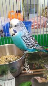 Found Budgerigar