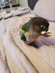 Found Conure