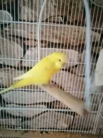 Found Budgerigar