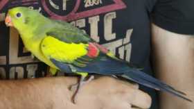 Found Regent / Rock Pebbler