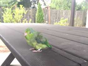 Found Parrotlet