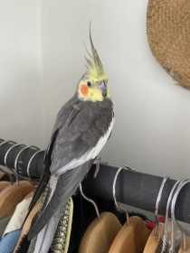 Found Cockatiel