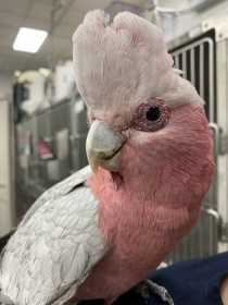 Found Galah Cockatoo