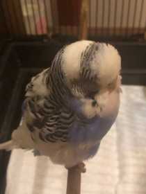 Found Budgerigar