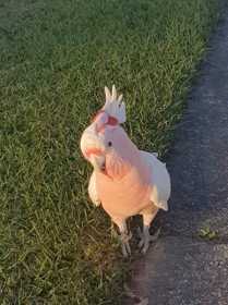 Found Major Mitchell Cockatoo