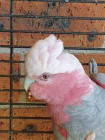 Found Galah Cockatoo