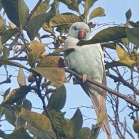Found Indian Ringneck Parakeet