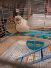Found Finch